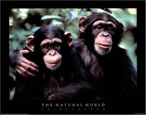 ''The Natural World Chimpanzees - POSTER - 16'''' X 20''''''
