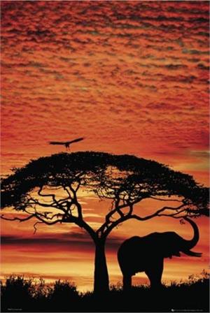 Elephant Safari Poster - 24" x 36"