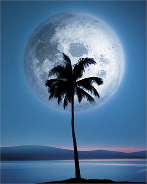 ''Dreamland Palm Tree & Moon - 16'''' X 20''''''