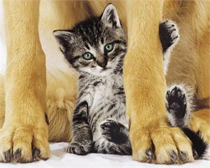 ''SafE & PrEtty Cat - 16'''' X 20''''''