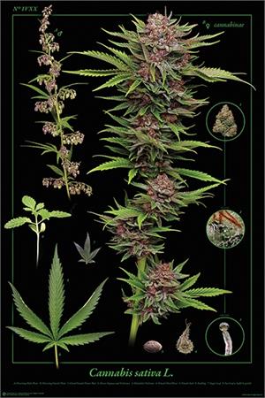 ''Cannabis Sativa POSTER - 24'''' x 36''''''