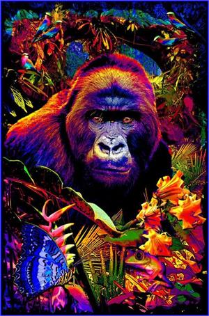 ''Gorilla Encounter Non-Flocked Blacklight POSTER 24'''' x 36''''''