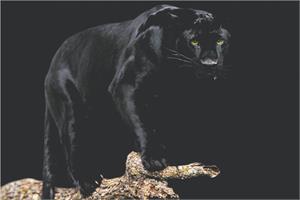 ''Black Panther Poster 36'''' x 24''''''