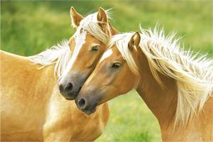 ''Blondes - Horses Poster 36'''' x 24''''''