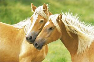 ''Blondes - Horses POSTER 36'''' x 24''''''