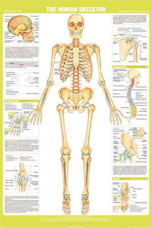 ''Skeleton Details - Chartex POSTER - 24'''' x 36''''''