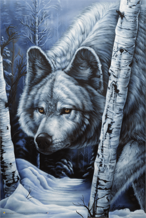 ''White Wolf By Jenny Newland Poster - 24'''' X 36''''''