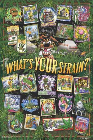 ''T-Dog Weed Strains POSTER - 24'''' x 36''''''