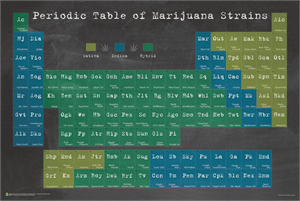 ''Periodic Table of Marijuana by:Ali Potman POSTER - 24'''' x 36''''''