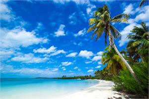 ''Beach With Palm Trees POSTER - 24'''' X 36''''''