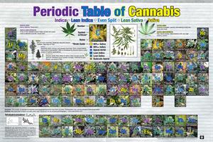 ''Periodic Table of Cannabis POSTER - 36'''' X 24''''''