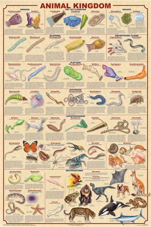 Animal Kingdom  Educational POSTER 24x36