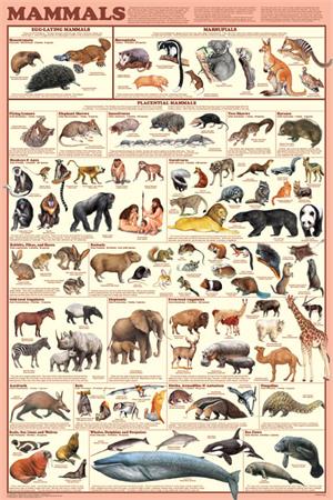 Mammals Educational  POSTER 24x36