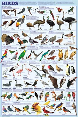 Birds Educational  POSTER 24x36