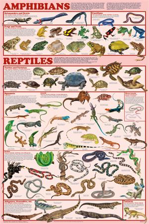 Amphibians & Reptiles Educational POSTER 24x36