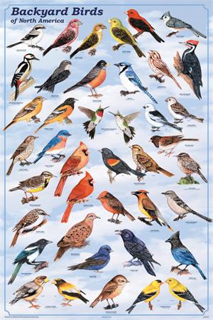 Backyard BIRDs Educational Poster 24x36