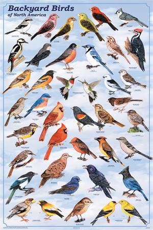 Backyard Birds Educational POSTER 24x36