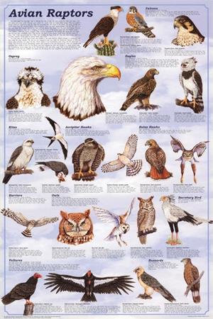 Avian Raptors Educational POSTER 24x36