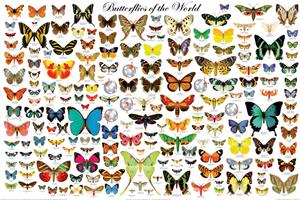 Butterflies of the World Educational POSTER 36x24
