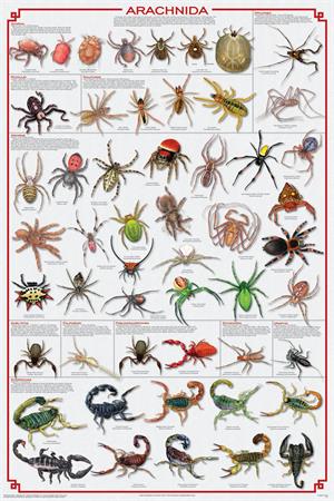 Arachnida Educational POSTER 24x36