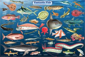 Fantastic Fish Educational POSTER 36x24