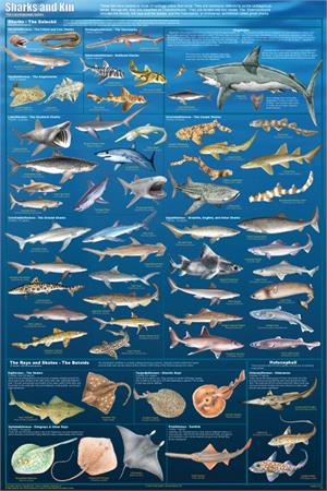 Sharks & Kin Educational POSTER 24x36