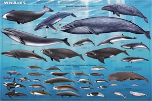 Whales Educational POSTER 36x24