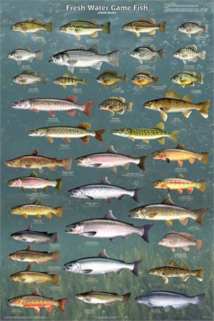 Fresh Water Game Fish of North America Educational POSTER 24x36