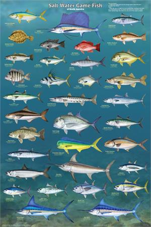 Salt Water GAME Fish of North America Educational Poster 24x36