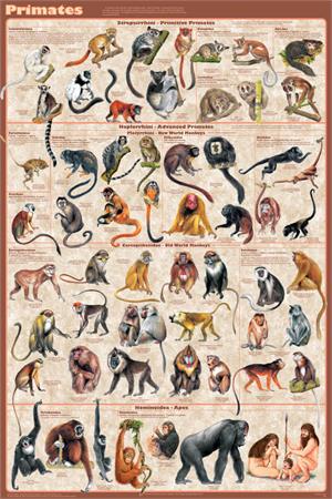 Primates Educational POSTER 24x36