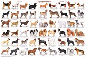 Dogs of the World Popular Breeds Educational POSTER 36x24