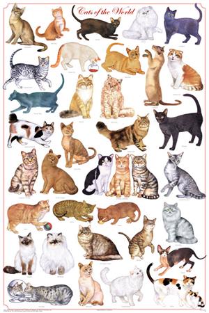 Cats of the World - Felines Educational POSTER 24x36