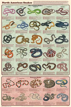 North American Snakes Educational POSTER 24x36