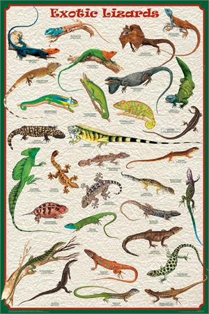 Exotic Lizards Educational POSTER 24x36