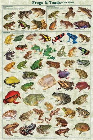 Frogs & Toads of the World Educational POSTER 24x36