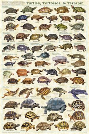 Turtles Tortoises & Terrapin Educational POSTER 24x36