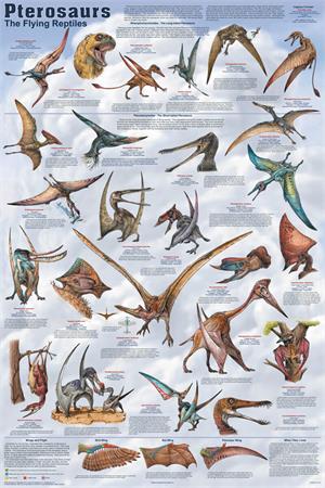 Pterosaurs Educational POSTER 24x36
