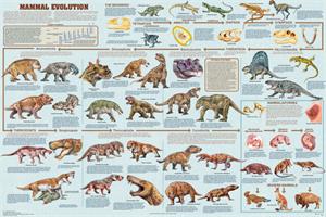 Mammal Evolution Educational POSTER 36x24