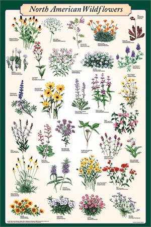 North American Wildflowers Educational POSTER 24x36