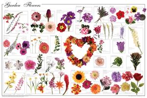 Garden FLOWERS Educational Poster 36x24