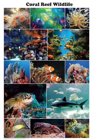 Coral Reef Wildlife Photographic Educational POSTER 24x36
