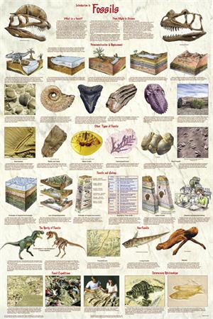 Introduction to Fossils Education POSTER 24x36
