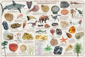 Collectible Fossils Educational POSTER 36x24
