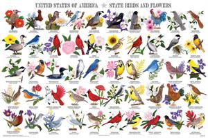 State Birds and FLOWERS Educational Poster 36x24