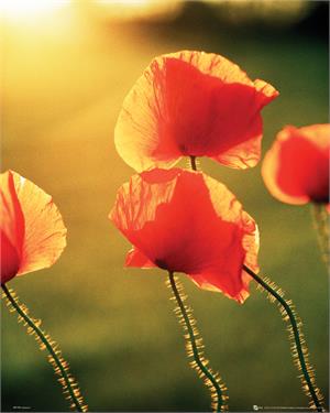 ''Poppy FLOWERS in the Sun - 16'''' X 20''''''