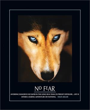 ''No Fear Wolf - 16'''' X 20''''''