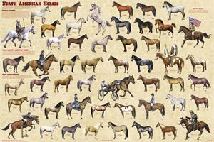 North American HORSEs Educational Poster 36x24