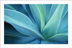 ''Agave Cactus  POSTER - 24'''' X 36''''''
