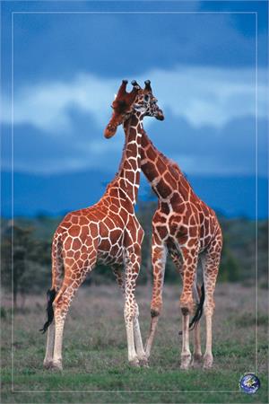 ''Giraffes Poster - 24'''' X 36''''''