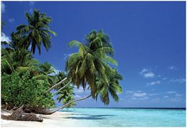 ''Leaning Palm Tree - POSTER - 36'''' X 24''''''